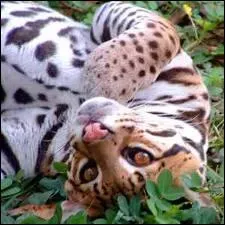 L'ocelot peut vivre en captivit jusqu' :