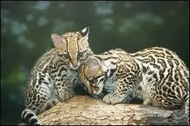 Combien de temps les jeunes ocelots restent-ils en compagnie de leur mre avant de devenir indpendants ?
