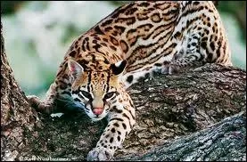 Quelle qualit possdent les ocelots ?