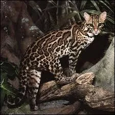 Un ocelot mle pse environ :