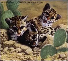 Une femelle ocelot peut donner jusqu' :