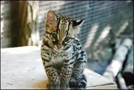 Et aprs combien de temps de gestation ?