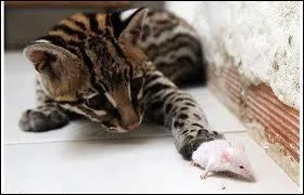 Quelles sont les proies favorites des ocelots ?