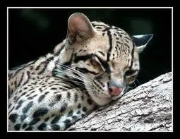 L'ocelot, contrairement aux autres flins :
