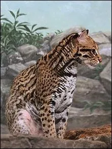 De la tte jusqu'au bout de la queue, l'ocelot peut mesurer jusqu' :