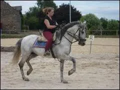 Ce cheval, est  quelle allure ?