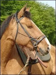 Est- ce que ce licol est bien ajust ?