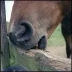 Pourquoi un cheval tique-t-il ?