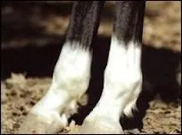 Combien existe-t-il de types de balzanes ?