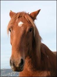 Que veut dire un cheval qui met les oreilles en arrire ?