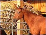 Comment compose-t-on le  menu  d'un cheval ?