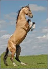 Quelle est la robe de ce cheval ?