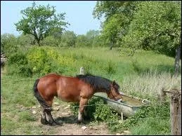 Comment s'appelle le lieu o le cheval boit l'eau ?