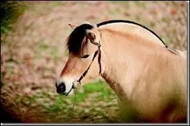 Quel est le nom de ce type de crinire ?