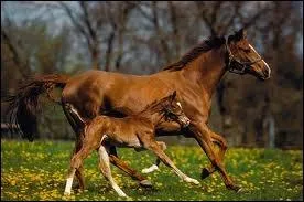 Combien de temps dure la gestation d'une jument ?