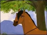 Quelle est la robe de Spirit ?