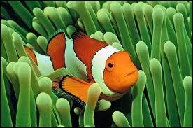 Mon nom est Nemo. Quel poisson suis-je ?