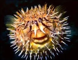 Je m'appelle Boule et je suis un des amis de Nemo. Quel poisson suis-je ?