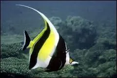 Mon nom est Gill c'est moi le matre de l'aquarium ! Quel poisson suis-je ?