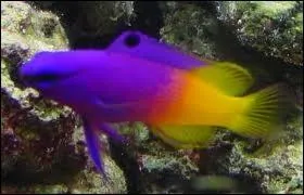 Gargouille, oui c'est moi ! Quel poisson suis-je ?