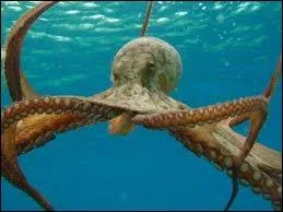 Moi, c'est perle et je suis une ...