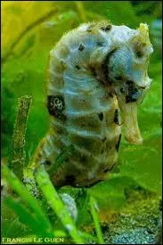 Je suis Hippo le petit ...