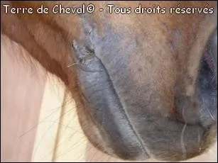 Qu'est-ce qui est  vrifier aprs avoir mont un cheval ?