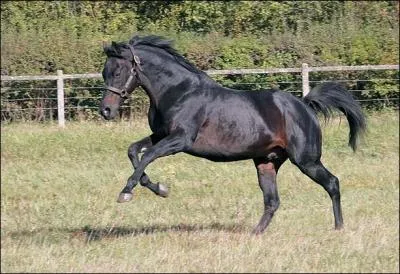 Le galop est une allure ... .