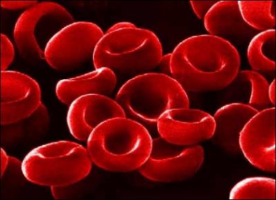 Les globules rouges permettent le transport de l'oxygne vers les tissus.