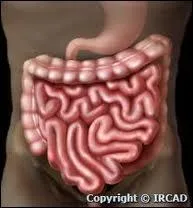 L'intestin grle peut atteindre une longueur de 7 mtres.