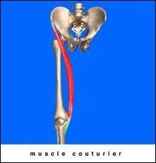 Le muscle le plus long du corps humain s'appelle le couturier.