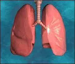 La capacit pulmonaire vitale de l'homme est de 4, 3 litres en moyenne.