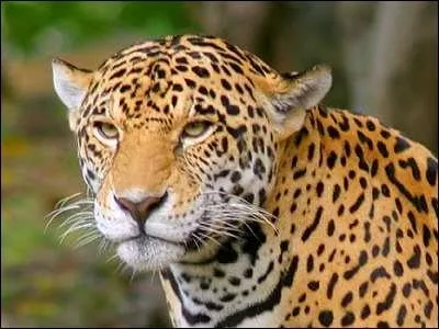 J comme jaguar. Sur quel continent trouve-t-on des jaguars ?