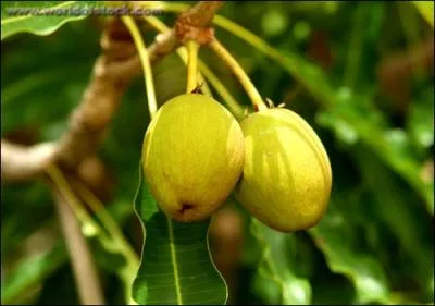 K comme karit. Quel est le premier producteur de karit ?