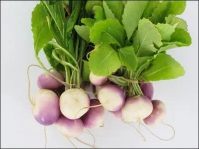 N comme navet. Lequel n'est pas une espce de navet ?