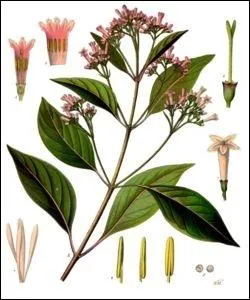 Q comme quinquina. O pousse le quinquina ?