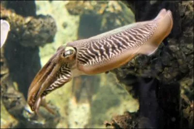 S comme seiche. Combien de bras, la seiche possde-t-elle ?