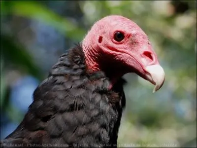 U comme urubu. Combien la femelle urubu pond-t-elle d'oeufs ?