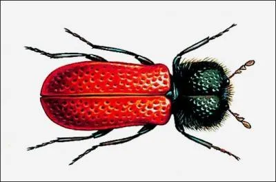 X comme xylophage. De quoi se nourrit un insecte xylophage ?