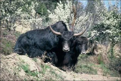 Y comme yack. O trouve-t-on des yacks sauvages ?