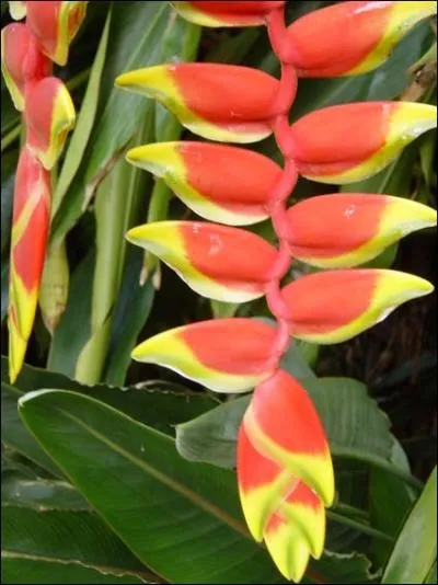 B comme balisier. De quel ordre font partie les balisiers ?