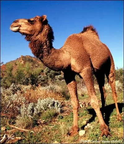 D comme dromadaire. Combien de dents a un dromadaire adulte ?