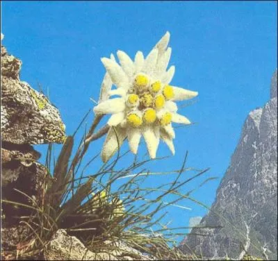 E comme edelweiss. Sous quel autre nom, l'edelweiss est-il connu ?