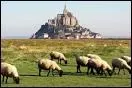 Quel levage d'agneaux trouve-t-on dans la baie du Mont Saint-Michel ?