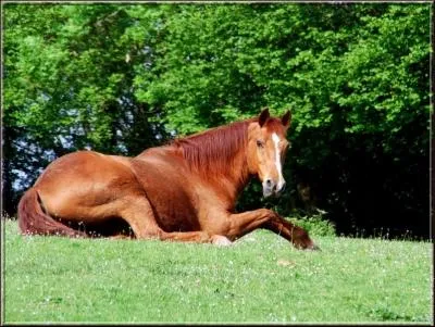 Marron est une couleur de robe.