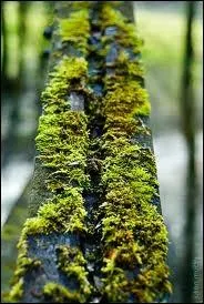 Dans les manuels de survie, on apprend de nombreuses choses, dont  utiliser la mousse des arbres, si l'on est perdu en fort. De quelle faon ?