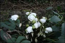  Mlez de l'ellbore blanche parmi la nourriture pour appter vos oiseaux ;  peine en auront-ils pris, qu'ils tomberont tout tourdis.   Il y a une faute. Laquelle ?