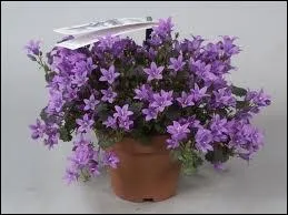 Ce mot se dit des additions qui sont inscrites  la fin d'un livre.