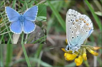 Cette plante est la seule nourriture du papillon Argus bleu-nacr. Elle est communment appele Fer  cheval.