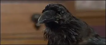 Quel animal est sur le bureau de Victor ?